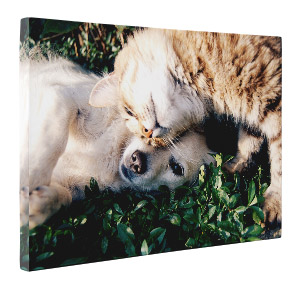 Kindness Through Canvas Prints