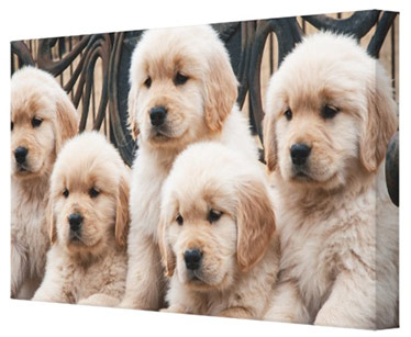 Pet Canvas Prints
